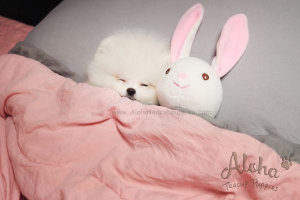 Mini Teacup Pomeranian Puppies For Sale [Macchiato]