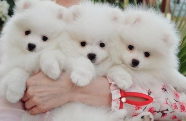 gift pomeranian puppies