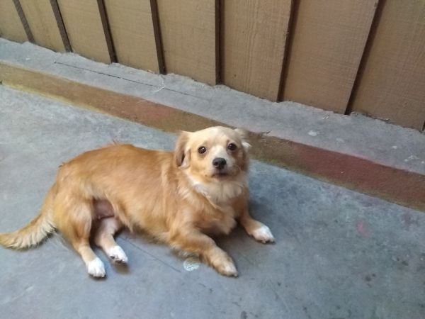 Roxy needs a new home