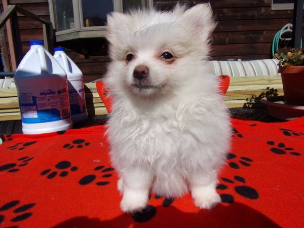 Pomeranian Puppies