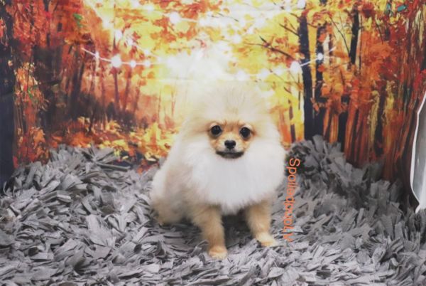 Pomeranian - Boo - Male