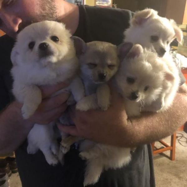 Chihuahua/ Pomeranian