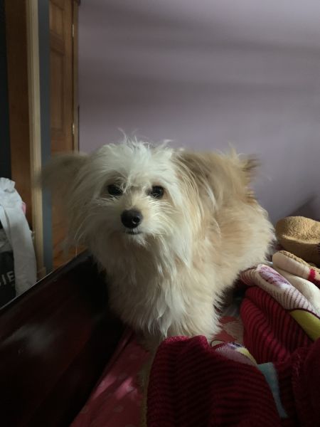 Pomeranian Maltese mix for sale!
