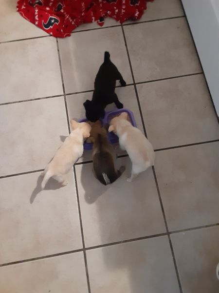 Selling my 5wk old POMCHI'S