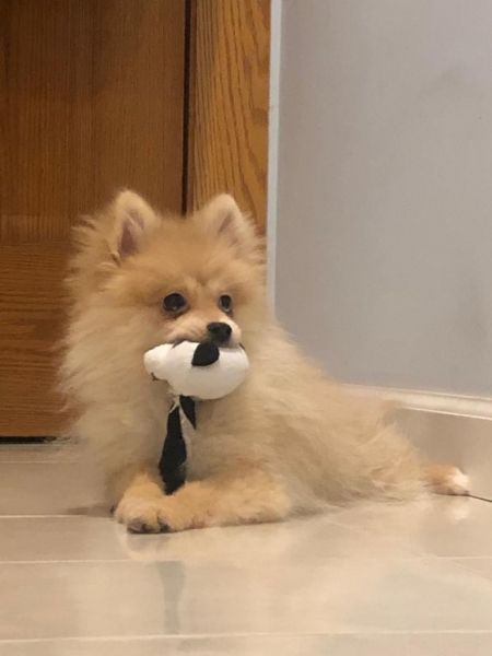 5 month old pomeranian puppy