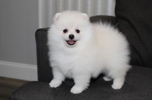 cute Pomeranian puppies for sale