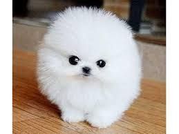 Charming Pomeranian puppies
