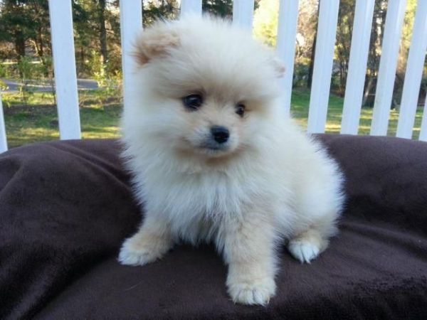 Pomeranian Puppies For sale. call ***