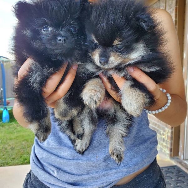 Female pomeranians