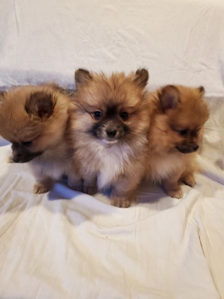 POMERANIAN