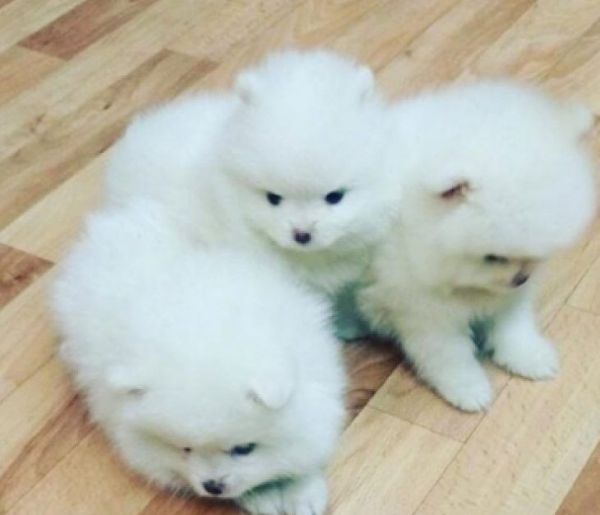 excellent pomeranian puppies
