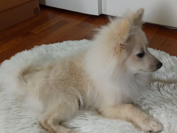 Puppy Pomeranian