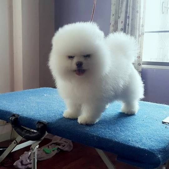 Healthy Teacup Pomeranian Puppies for sale