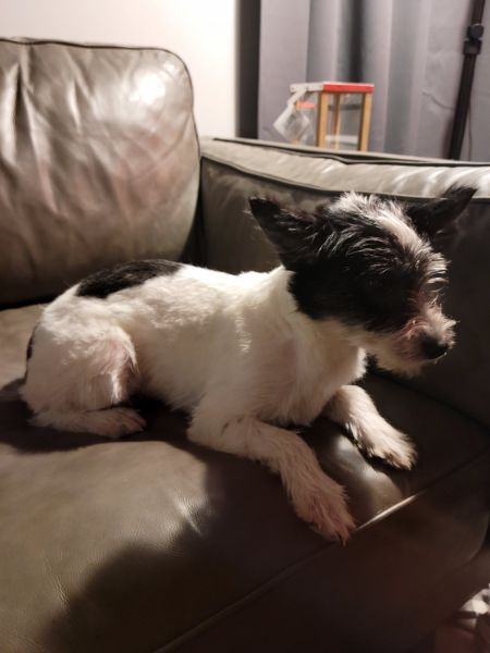 Poodle Pomsky for Sell