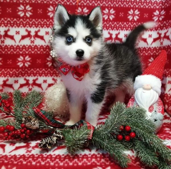 Blue Eyes Pomsky puppies