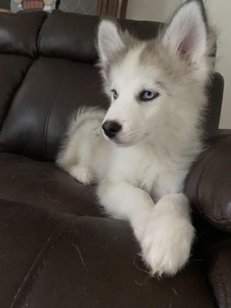 Pomsky Puppies For Sale