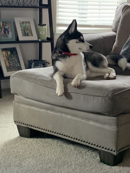 Pomsky “Mini husky”