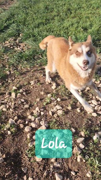 Pomsky Looking For A Good Home