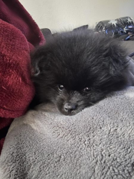 Male 6mo Neutered Pomsky