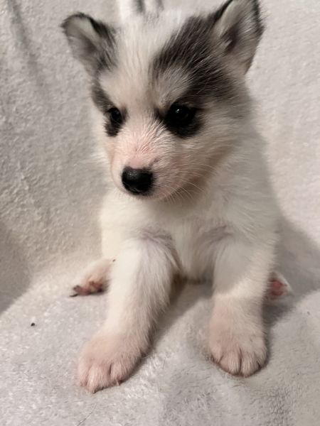 Pomsky puppies