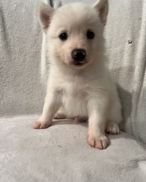 Pomsky puppy