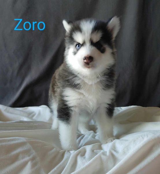 Pomsky puppies
