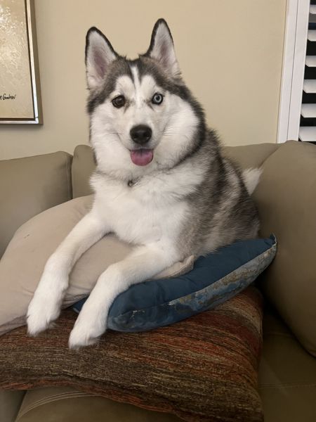 3 year old Pomsky