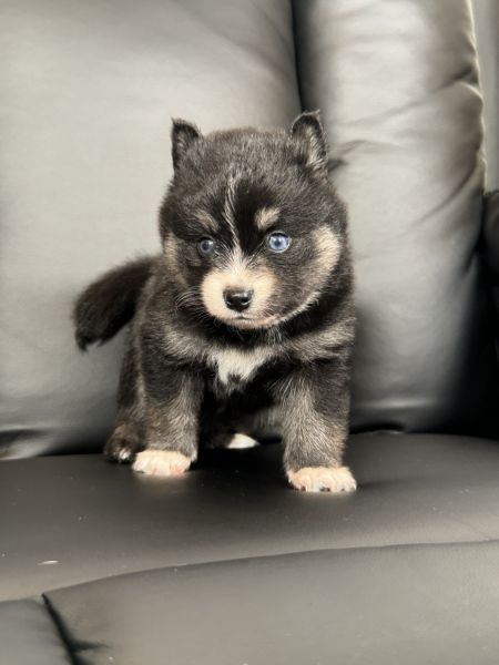 POMSKY PUPPIES