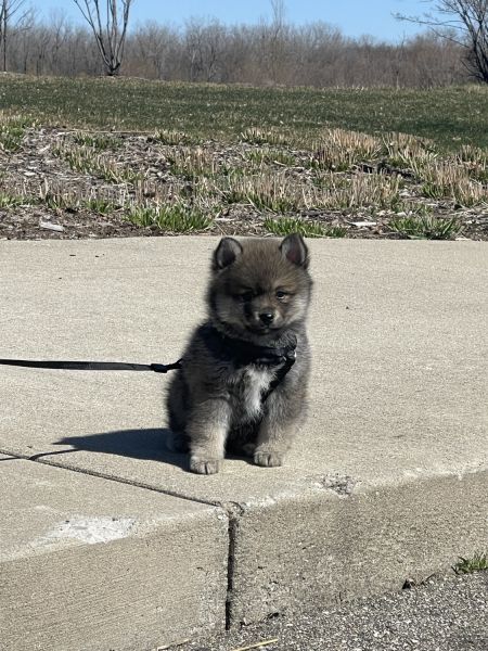 Pomsky looking for a family