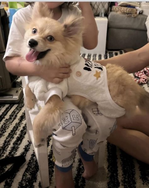 2ND GEN POMSKY FOR SALE