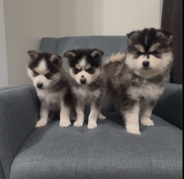 Pomsky Puppies