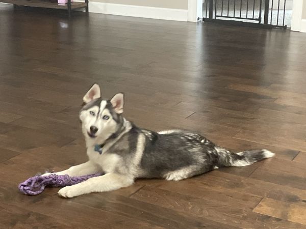 Pomsky one year old