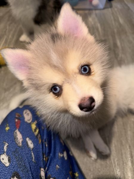 Teacup Pomsky Pups