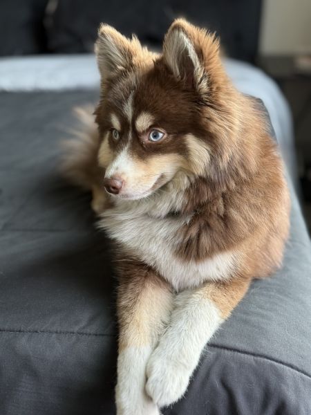 Lilly pomsky dog needs awesome people to take car of her