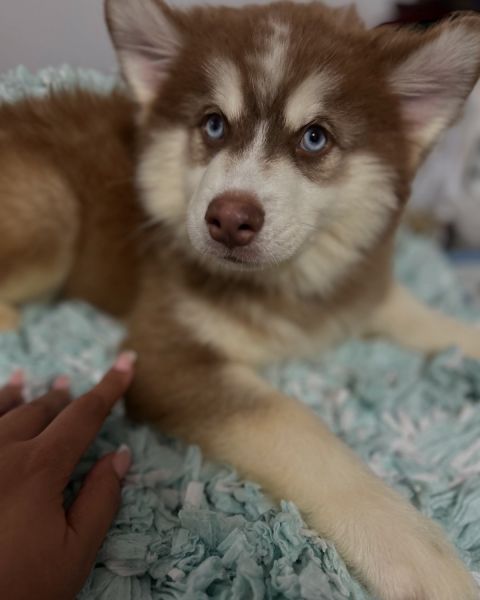 Loving Pomsky Pluto