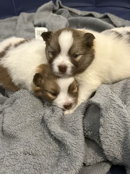 Pomsky puppies