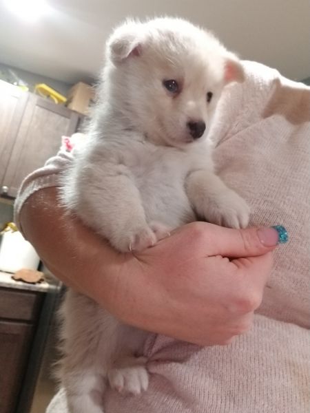 Pomsky female