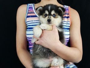 Pomsky Puppies For clean Homes