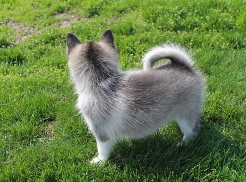 Remarkable Pomsky Puppies For Adoption
