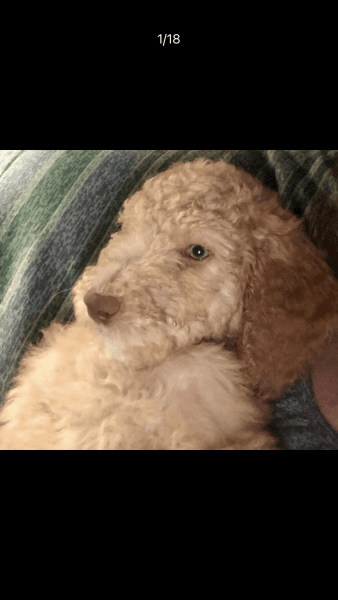 AKC STANDARD POODLE