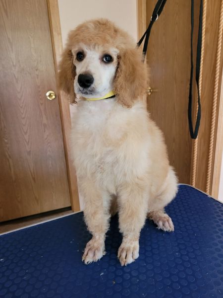 Standard poodle female