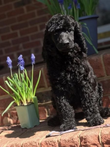 Standard poodle puppies