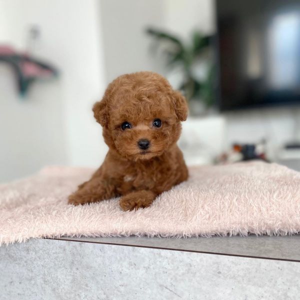 Poodle Puppies For Sale