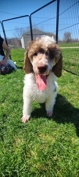 AKC Standard Poodles