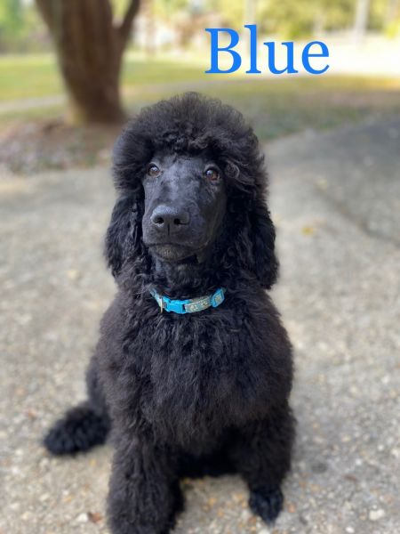 Standard poodle AKC