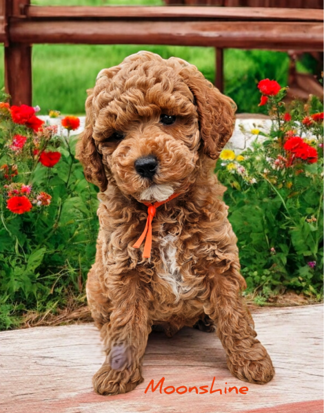 Akc mini poodle