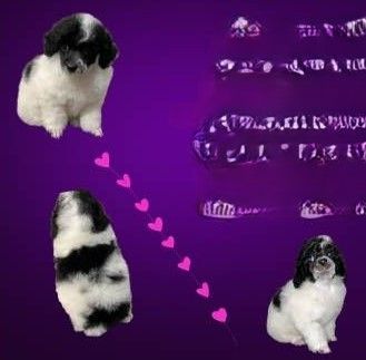 Black Parti Female Toy Poodle