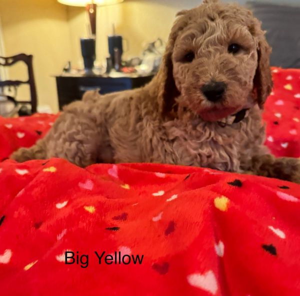 Big Yellow - The Loving Companion