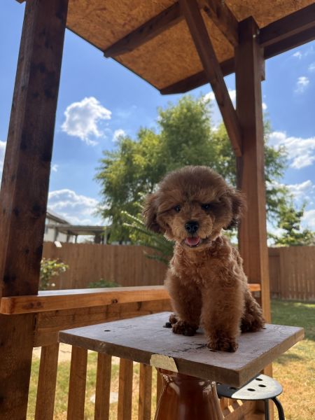 Mini toy poodle