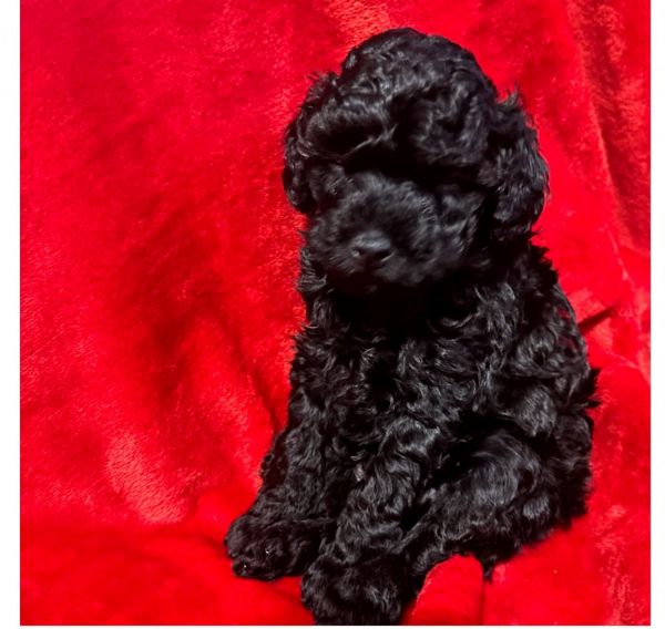 Toy poodle puppy